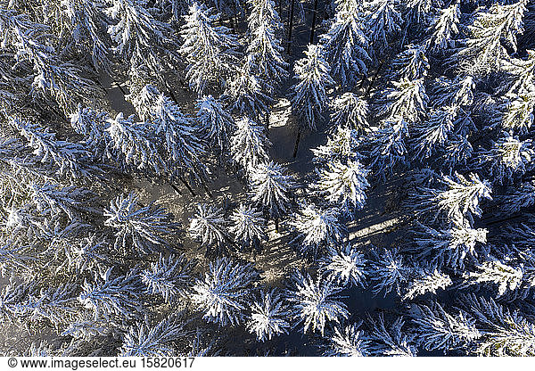 Germany  Bavaria  Dietramszell  Drone view of snow-covered spruce forest