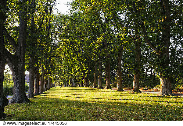 Germany  Bavaria  Dinkelsbuhl  Avenue of trees in evening light