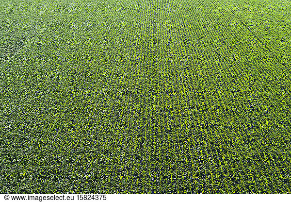 Germany  Bavaria  Drone view of vast green cornfield in summer