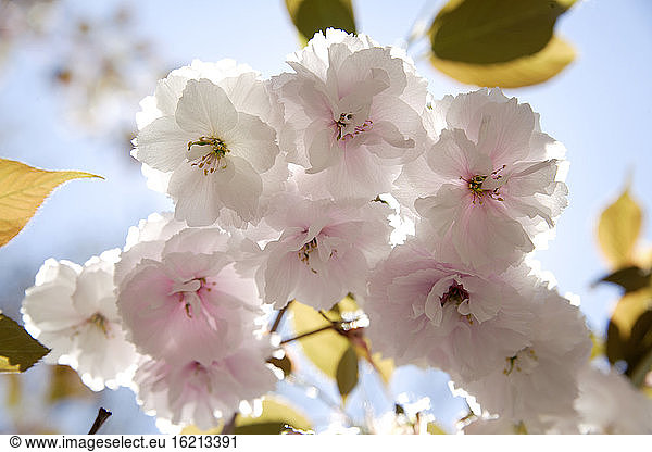 Germany  Bavaria  Ebenhausen  Cherry blossom  close-up