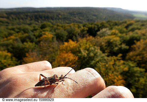 Germany  Bavaria  Ebrach  Insect crawling on human hand
