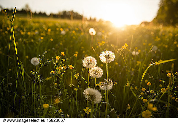 Germany  Bavaria  Eurasburg  Springtime meadow at sunset