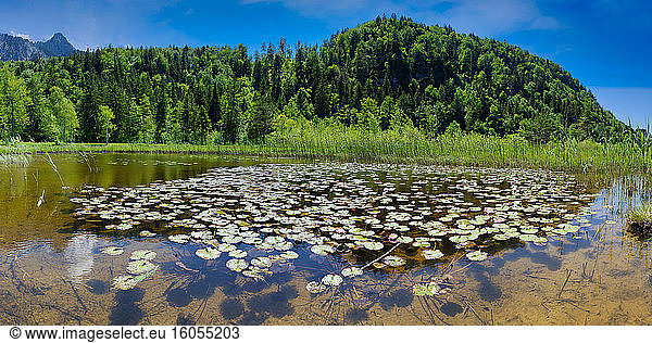 Germany  Bavaria  Fussen  Water lilies growing on lakeshore in Schwansee Park