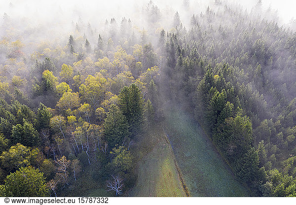 Germany  Bavaria  Geretsried  Aerial view of autumn forest shrouded in fog