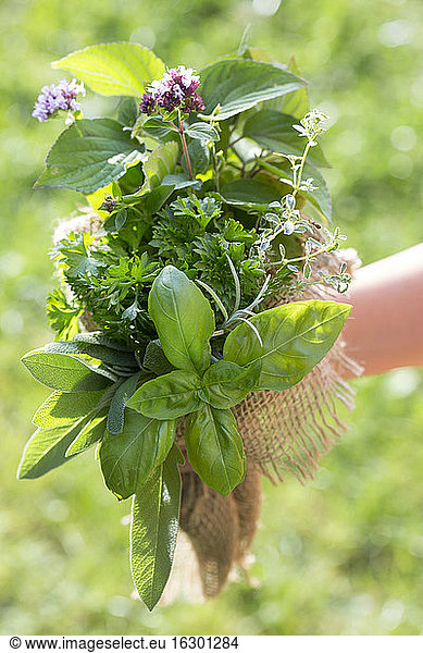 Germany  Bavaria  Girl holding bunch of fresh herbs  close up