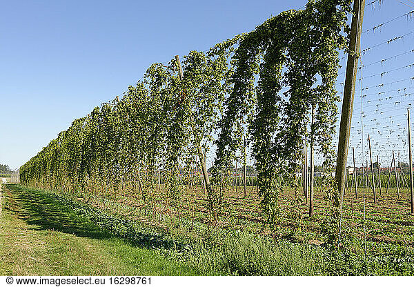 Germany  Bavaria  Haunstetten  Hop garden