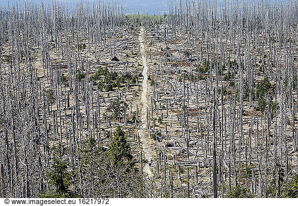 Germany  Bavaria  Lower Bavaria  Forest with dead spruces at bavarian forest