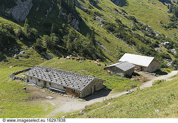 Germany  Bavaria  Mangfall Mountains  Mountain farm with cows