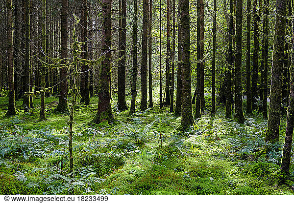 Germany  Bavaria  Moss-covered floor of Deisenhofener Forest