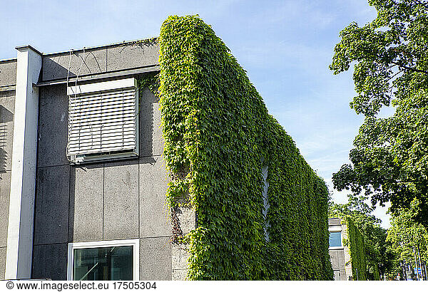 Germany  Bavaria  Munich  Building wall overgrown by green ivy