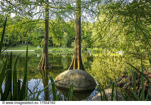 Germany  Bavaria  Munich  Cypress trees growing on shore of Mollsee lake