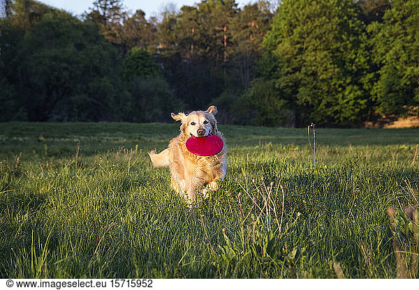 Germany Bavaria Munich Golden Retriever playing with plastic disk in meadow at dusk