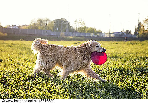 Germany  Bavaria  Munich  Golden Retriever playing with plastic disk in meadow at dusk