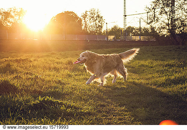 Germany  Bavaria  Munich  Golden Retriever playing with plastic disk in meadow at sunset
