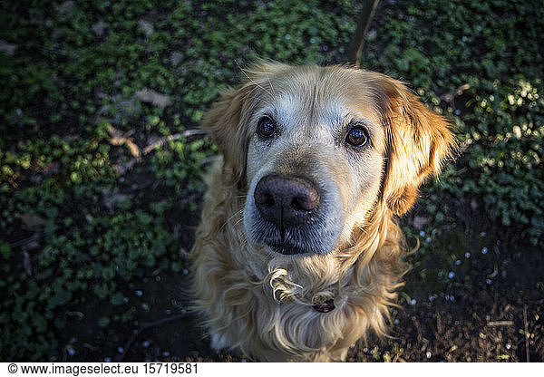 Germany Bavaria Munich Portrait of Golden Retriever sitting outdoors and looking at camera