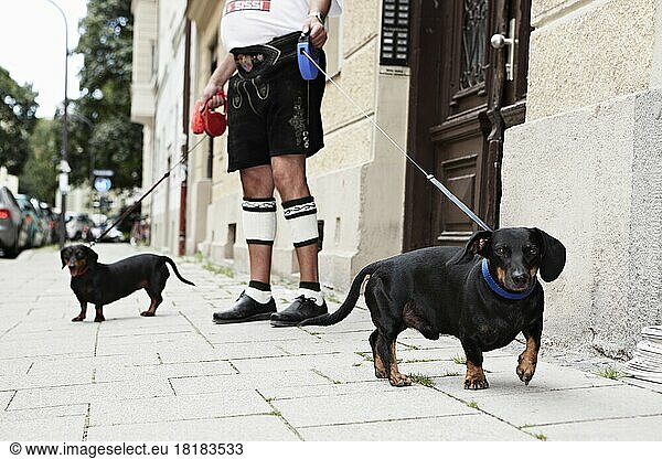 Germany  Bavaria  Munich  Senior man walking with dogs
