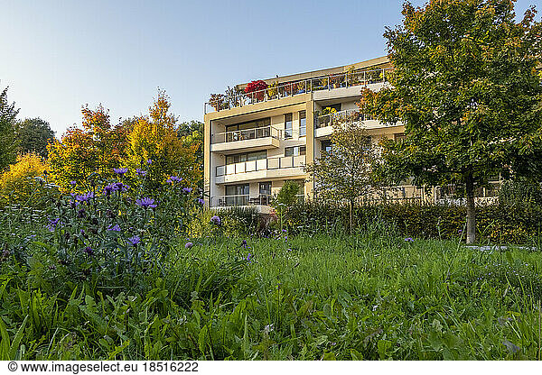 Germany  Bavaria  Munich  Wildflowers blooming in front of modern apartment building