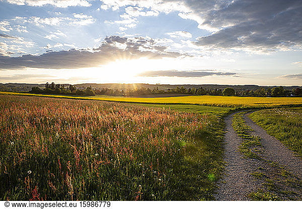 Germany  Bavaria  Neusaess  Countryside field and adjacent dirt road at sunset