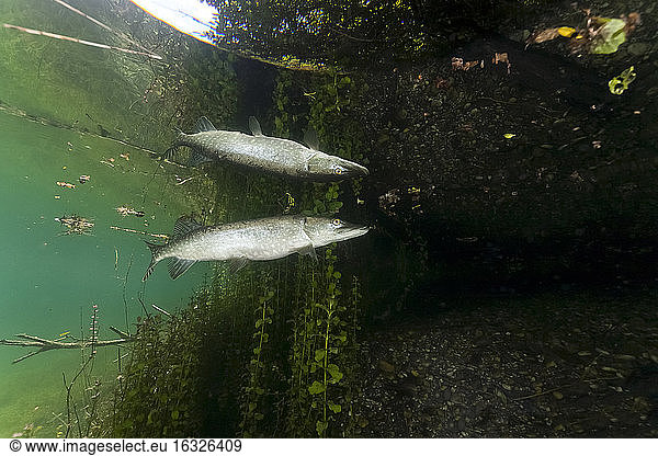 Germany  Bavaria  Northern Pike in a lake reflected at water surface