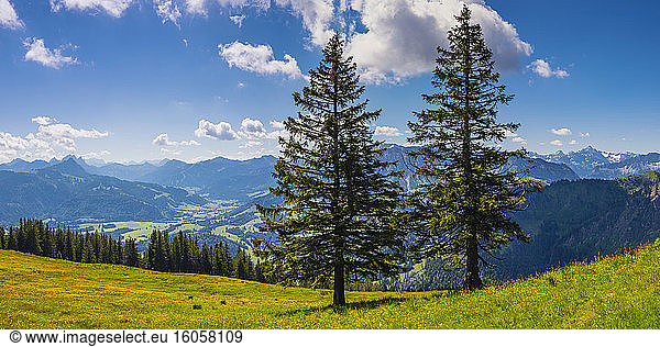 Germany  Bavaria  Oberallgau  Wertacher Hornle  Mountain pines (Pinus mugo) in Allgau Alps landscape