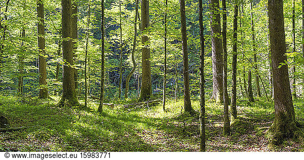 Germany  Bavaria  Oberstdorf  Panorama of green springtime forest
