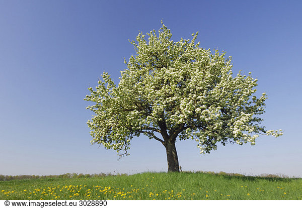 Germany  Bavaria  Pear tree in spring time