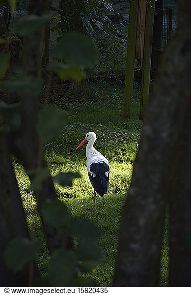 Germany  Bavaria  Poing  Rear view of stork standing on one leg in forest