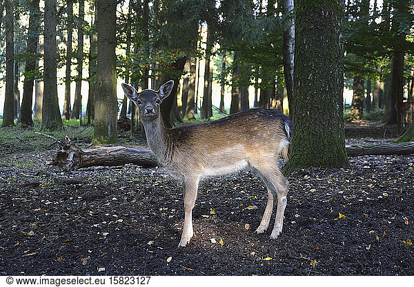 Germany  Bavaria  Portrait of European roe deer (Capreolus capreolus) fawn standing in forest