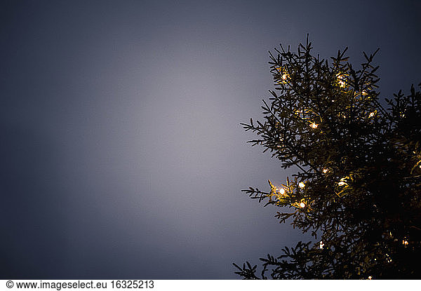 Germany  Bavaria  Ramsau  illuminated tree