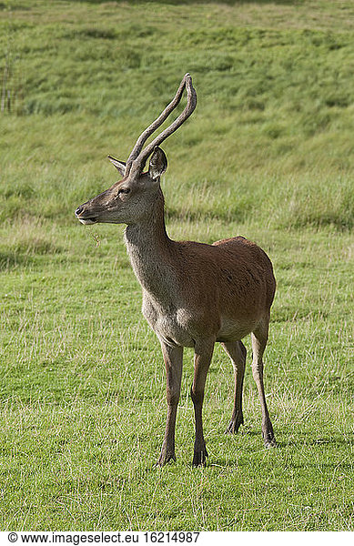 Germany  Bavaria  Red deer in meadow