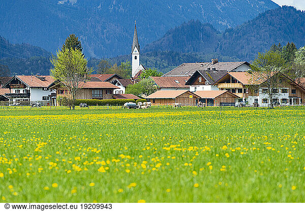 Germany  Bavaria  Schwangau  Springtime meadow in front of village