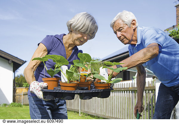 Germany  Bavaria  Senior couple with tray of seedlings in garden