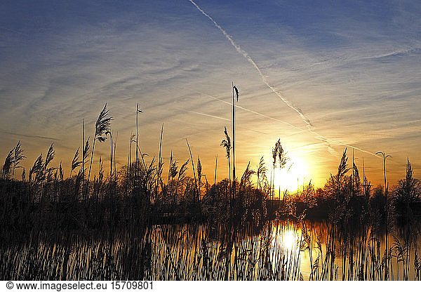 Germany  Bavaria  Silhouettes of reeds growing in pond at sunset