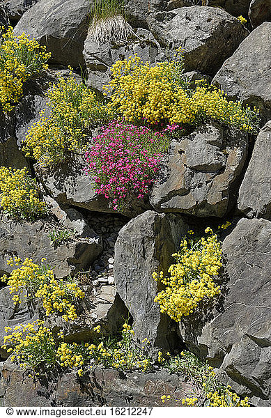 Germany  Bavaria  Spring flower on stonewall