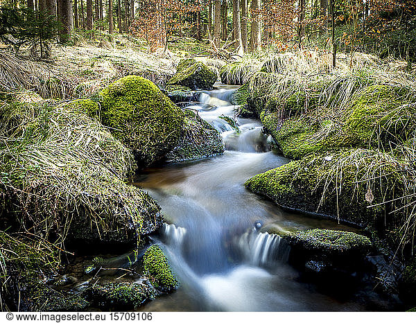 Germany  Bavaria  Stream flowing in Upper Palatinate Forest