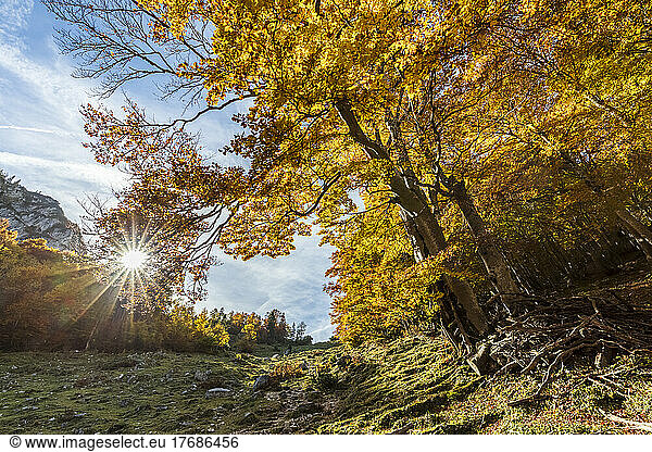 Germany  Bavaria  Sun shining over autumn grove in Chiemgau Alps