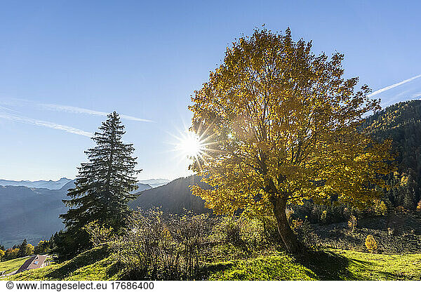 Germany  Bavaria  Sun shining over autumn painted trees in Chiemgau Alps