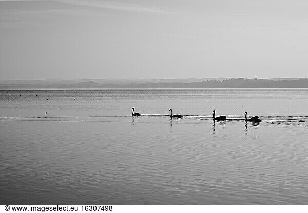 Germany  Bavaria  Swans in Lake Ammersee