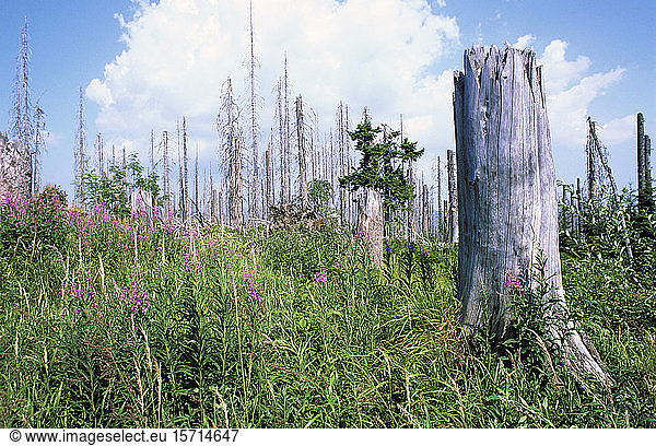 Germany  Bavaria  Tree stump standing in springtime meadow