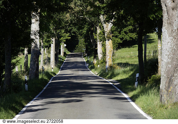 Germany  Bavaria  Upper Bavaria  Treelined country road
