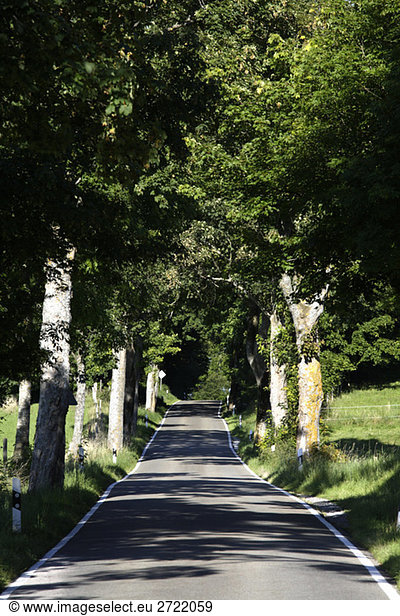 Germany  Bavaria  Upper Bavaria  Treelined country road