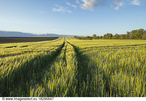 Germany  Bavaria  Vast barley field in spring