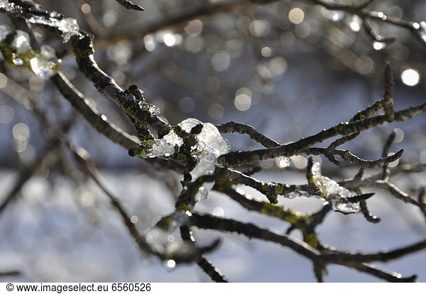 Germany  Bavaria  View of branches covered with ice