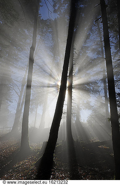 Germany  Bavaria  View of fog in forest
