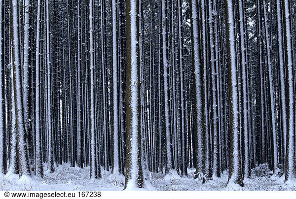 Germany  Bavaria  view of forest covered in snow