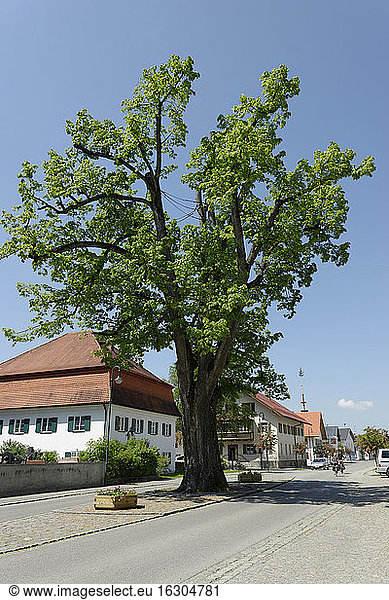 Germany  Bavaria  View of linden tree with house in background
