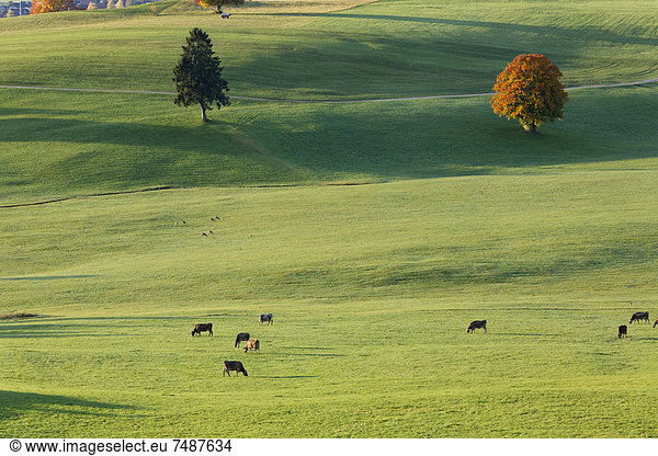 Germany  Bavaria  View of pasture at Ussenburg