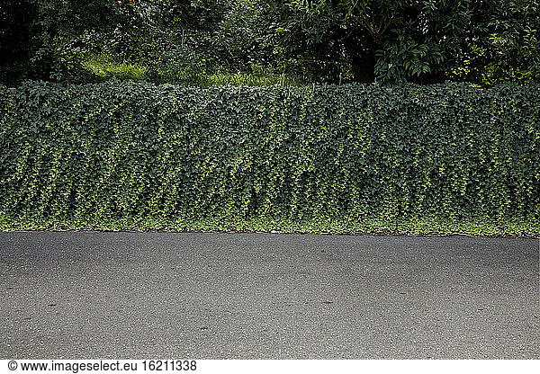 Germany  Bavaria  Wall with creepers
