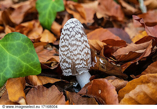 Germany  Bavaria  Wurzburg  Magpie fungus (Coprinopsis picacea) growing amid fallen autumn leaves
