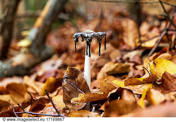 Germany  Bavaria  Wurzburg  Magpie fungus (Coprinopsis picacea) growing amid fallen autumn leaves
